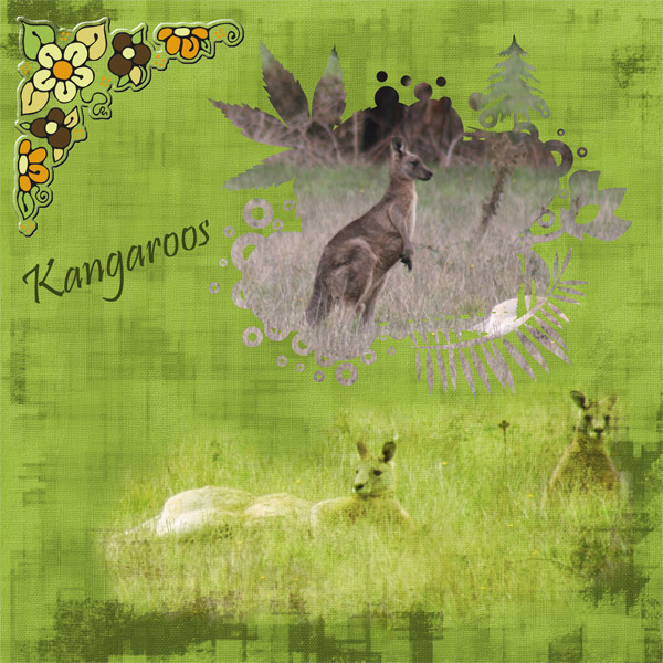 N4D_ANNETTE_kangaroos_
